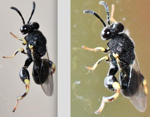Brachymeria sp.